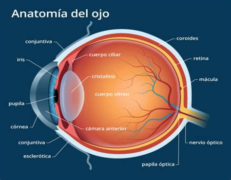 Esquema del ojo humano y la mácula