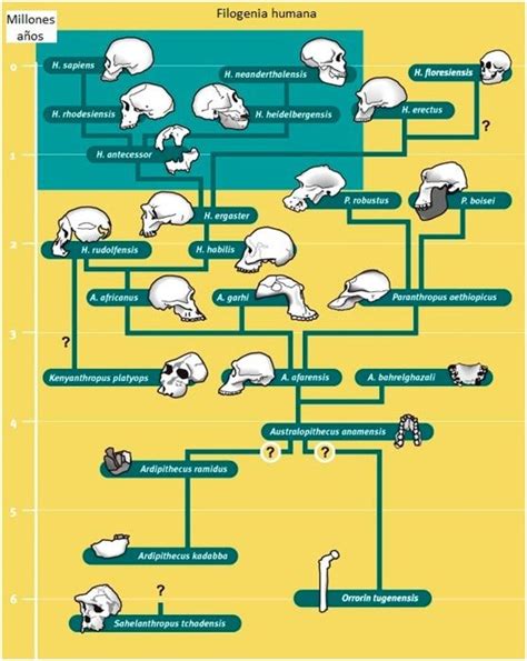 Esquema de la evolución del salmorejo