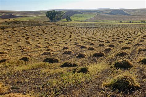 Campo de lentejas