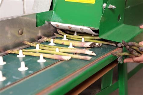 Proceso de triturar espárragos