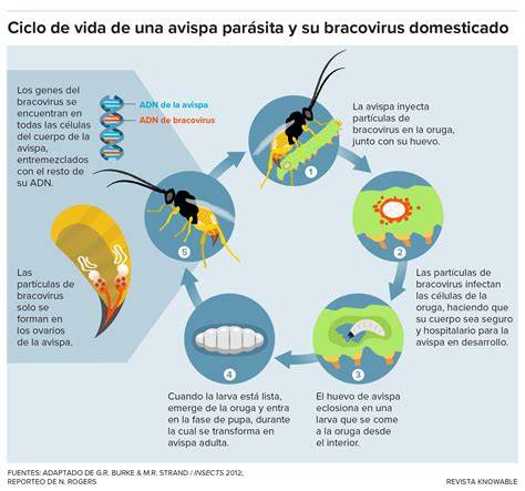 Ciclo de vida de una avispa parasitoide
