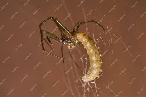 Araña tejiendo capullo para larva de avispa parasitoide