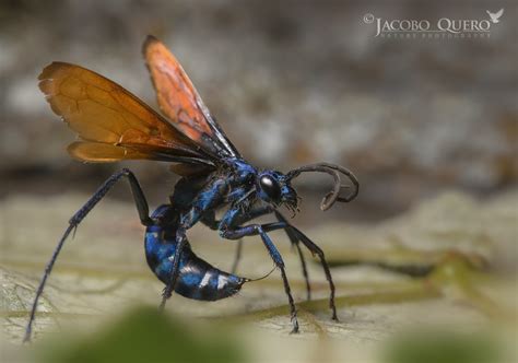 Avispa halcón tarántula paralizando a una tarántula