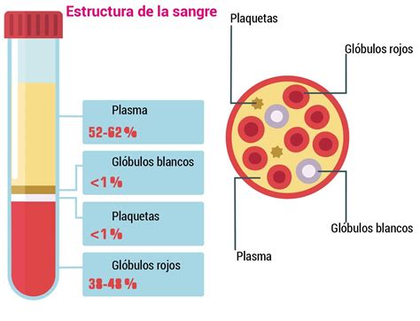 Diagrama de la composición de la carne