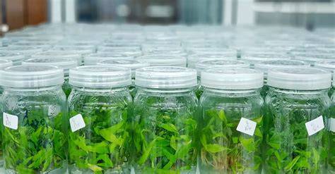 Micropropagación in vitro de patatas