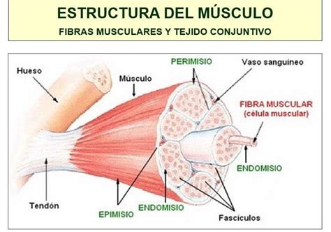 Estructura de la carne con fibras musculares y colágeno