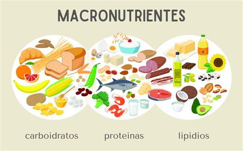 Gráfico de macronutrientes de la soja