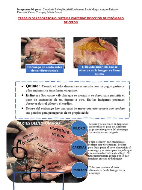 Estómago de cerdo limpio