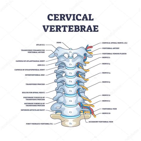 Diagrama de las vértebras cervicales con la ubicación de la costilla cervical