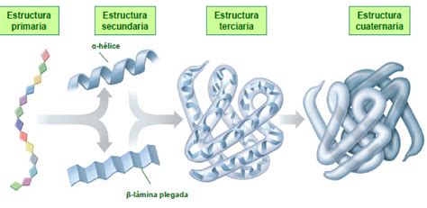 Representación de la estructura de las proteínas
