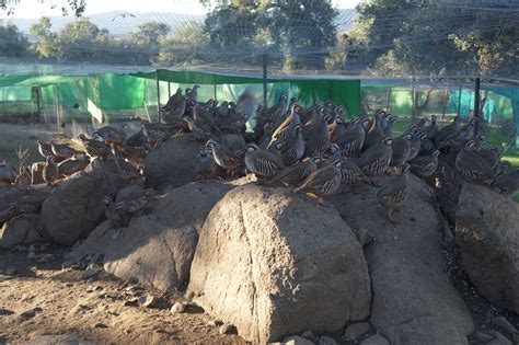 Proceso de selección de perdices en Finca Santa Rosalía