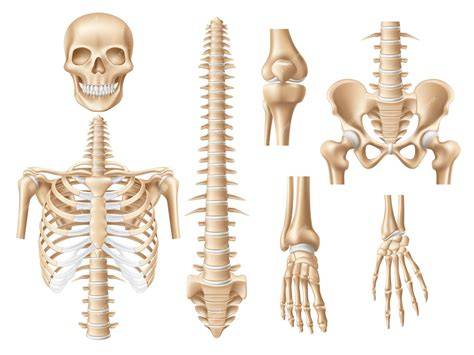 Esqueleto humano con énfasis en columna, costillas y pelvis