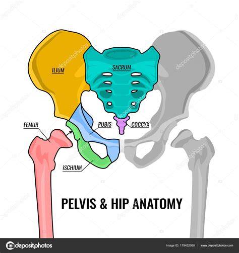 Anatomía de la pelvis humana