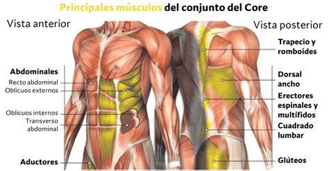 Músculos del core y su conexión con la columna, costillas y pelvis